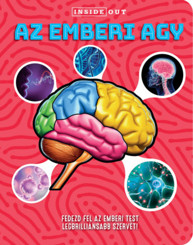 Az emberi agy